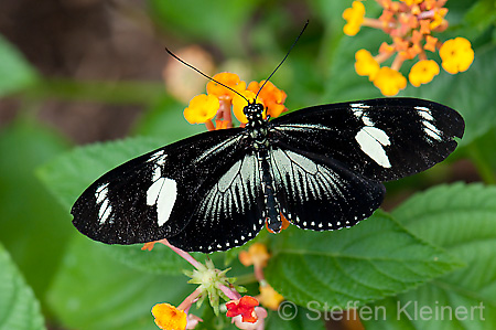 259 Doris-Falter - Heliconius doris